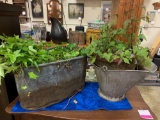 Vintage Metal Buckets with Plants