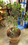 Out door plant