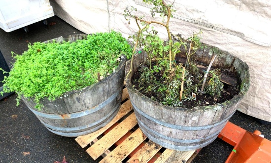 Pair of Large Whiskey Barrel Planters