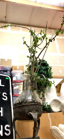 Real Jade Plant