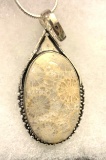Fossil Coral 2.6