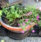 Large Round Planter with Flowers 13