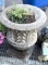 Cement Planter with a Fern 23