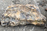 12 lb piece of Petrified Wood