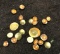 Vintage Japanese Shells Used As Money
