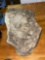 Fossilized Polystate Tree Millions of Years old