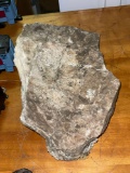 Fossilized Polystate Tree Millions of Years old