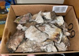 10 Lbs of Petrified Wood - found in 1940's