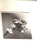 Framed Flower Picture Signed 19
