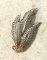 Very Nice Sterling Silver Feather Pin