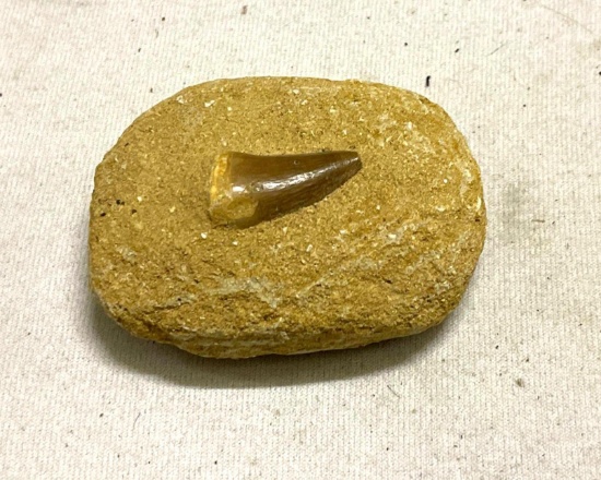 Maco Shark Tooth Found in Sand Stone at Shark Tooth Mountain in Bakers field, Ca