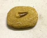 Maco Shark Tooth Found in Sand Stone at Shark Tooth Mountain in Bakers field, Ca