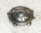 Silver Plate Turtle Greek Aegina Type Incuse Skew Pattern