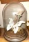 Giant White Atticus Atlas Moths from Asian Forests- Largest wing Span is 9