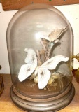 Giant White Atticus Atlas Moths from Asian Forests- Largest wing Span is 9