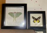 Large Luna Moth- Also Known as the American Moon Moth and Delias Pasithoe Butterfly