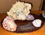Carved Wood Tray with Crab Shell and Shells- One Has a Cameo in it