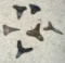 6 Baby Shark Teeth Fossils- Really Old