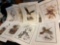 10 Vintage James Lockhart Lithographs of wild life 18