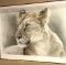 Framed Cheetah Drawing? Signed by Artist and Numbered 63/225 - 31