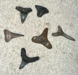 6 Baby Shark Teeth Fossils- Really Old