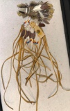 Native American Made Bead, Leather and Feather piece