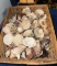 Basket Full of Assorted Sea Shells