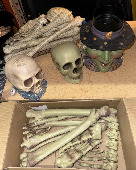 Skeleton Bones and Skulls