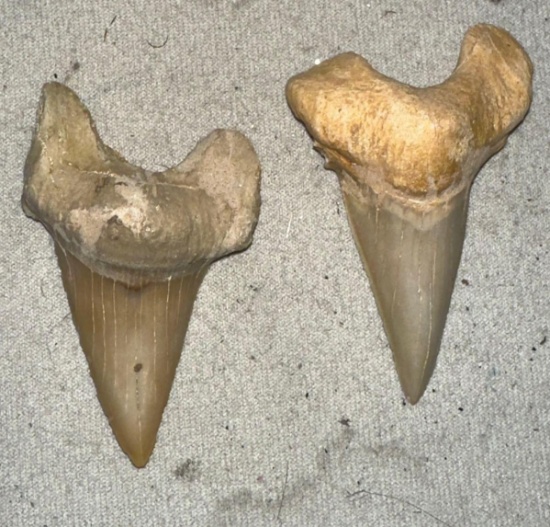 Megalodon Baby Teeth