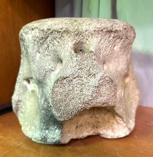 Ancient Vertebrae from Large Animal from Alaska
