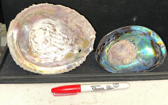 COOL Blue Abalone Shell and Shell with Legs