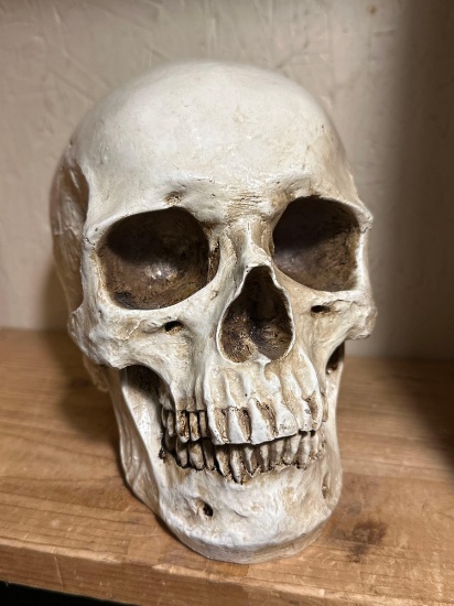 Resin Human Size Skull