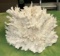 Huge Piece of Coral- Beautiful Piece 12