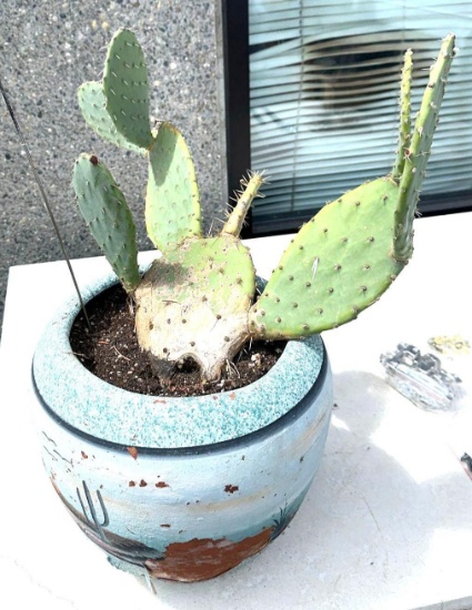 Old Cactus in flower Pot- 22" tall