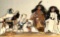 Native American Dolls