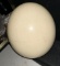 Large Ostrich Egg