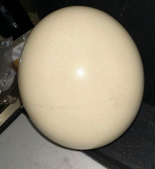Large Ostrich Egg