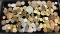 Lot of Unsearched Foreign Coins