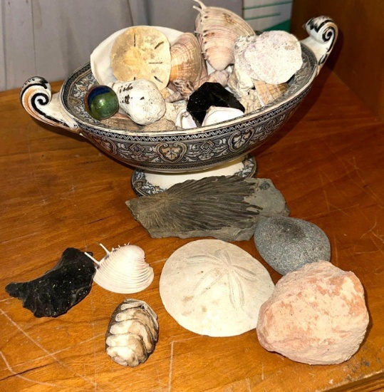Bowl Full of Shells, Rocks and Fossils
