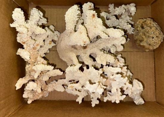 Misc Coral Pieces