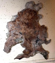 Large Piece of Burl Wood 22" long