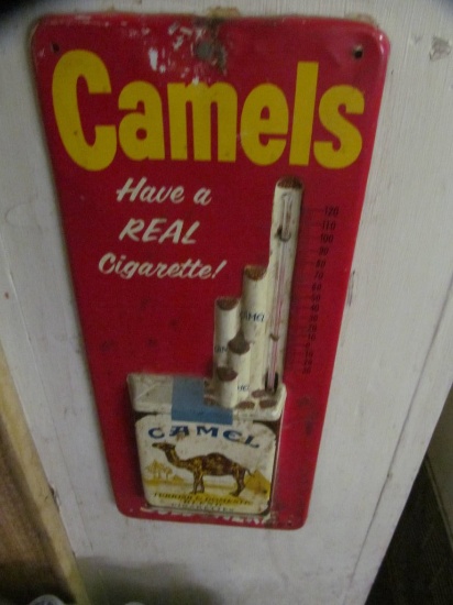 Camels