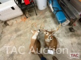 Lot of 2 Whitetail Deer Mounts