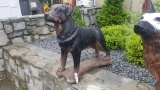 Dog Statue