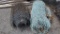 (2) Rolls of Chain link fence