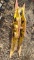 Pin grabber