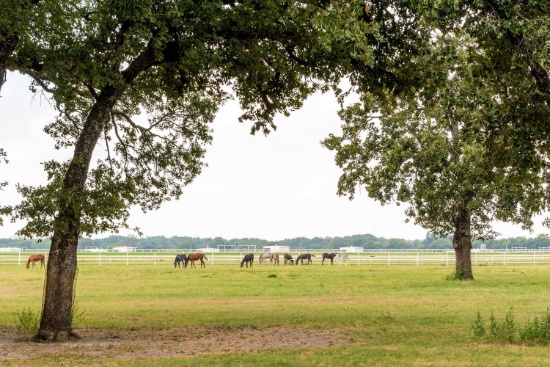 Tract 2: 19.2 Acres with 1.25 Acre Stock Pond and Oversized Loafing Shed