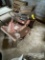 ROOF LAWN MOWER, INOPERABLE