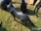 STANDING WOLF STATUE