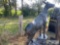 ELK STATUE
